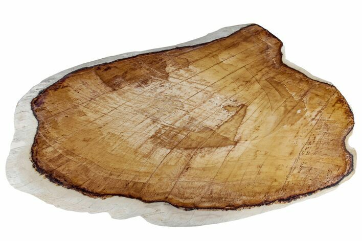 Vibrant, Polished Petrified Wood Slab - Texas #218354